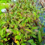 Flox metlinatý (Phlox paniculata) ‘SWEET SUMMER MELODY’® - kont. C1,5L